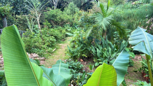 A foto retrata uma área verde repleta de árvores frutíferas, arbustos e ervas plantadas no chão de terra e algumas em vasos.